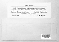 Pucciniastrum agrimoniae image